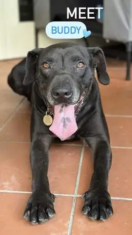 Buddy