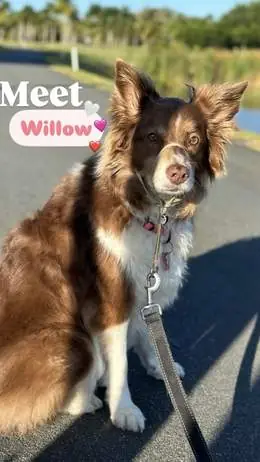 Willow