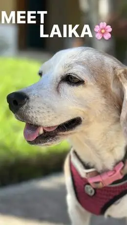 Laika