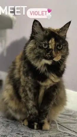 Violet