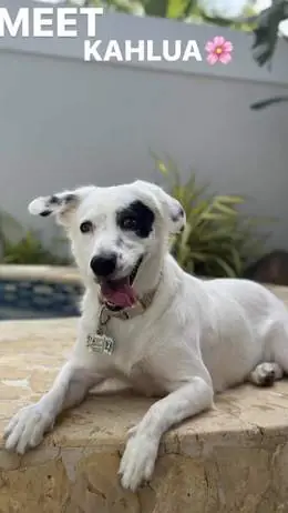 Kahlua