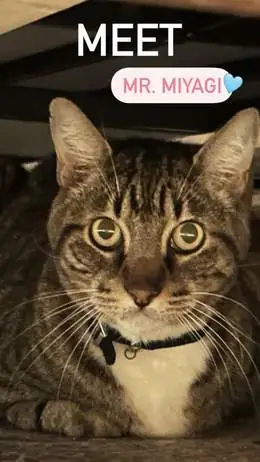 Mr. Miyagi