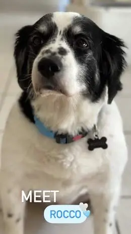 Rocco