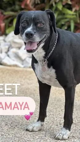 Amaya